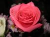  pink rosa
